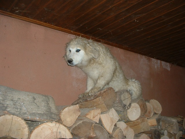 Perro de Montana del Pirineo