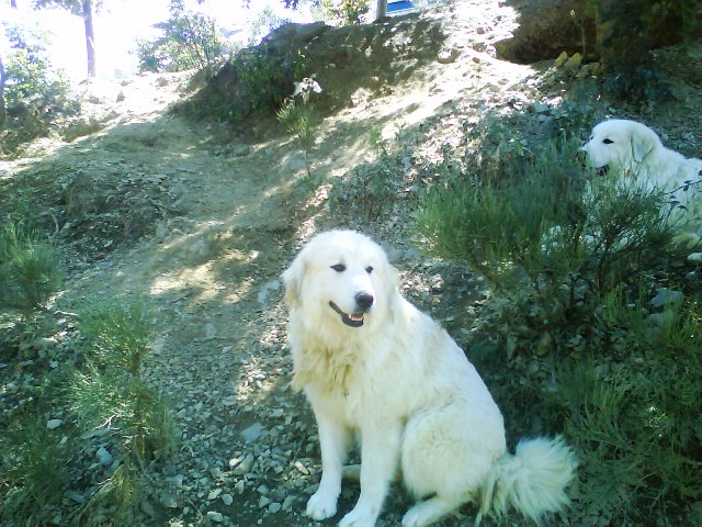 Perro de Montana del Pirineo