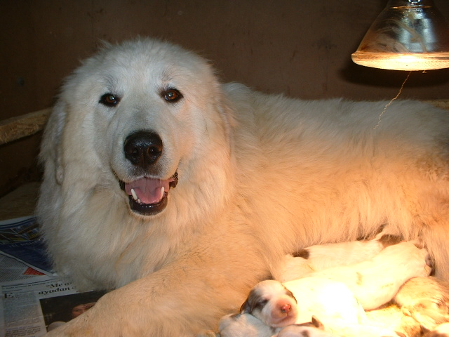 Perro de Montana del Pirineo