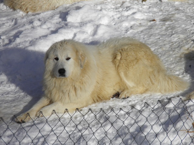 Perro de Montana del Pirineo