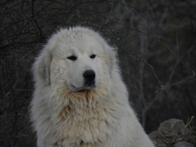 Perro de Montana del Pirineo