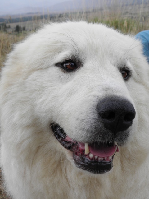 Perro de Montana del Pirineo