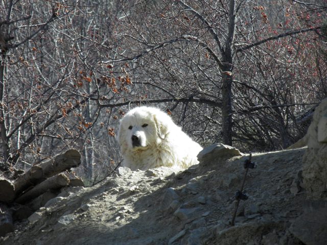 Perro de Montana del Pirineo