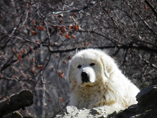 Perro de Montana del Pirineo