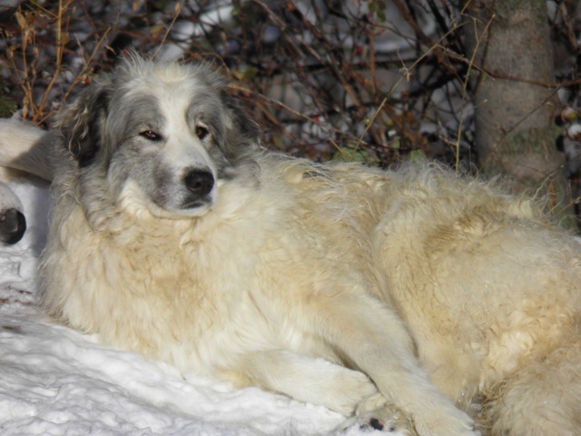 Perro de Montana del Pirineo