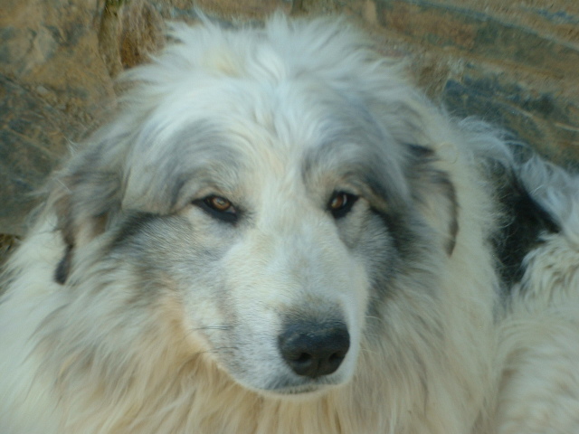 Perro de Montana del Pirineo