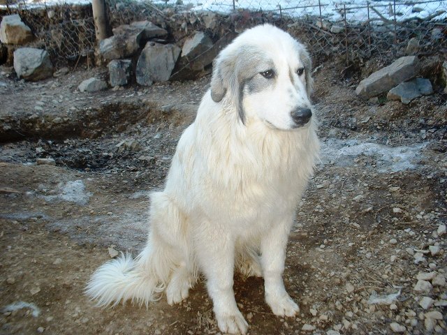 Perro de Montana del Pirineo