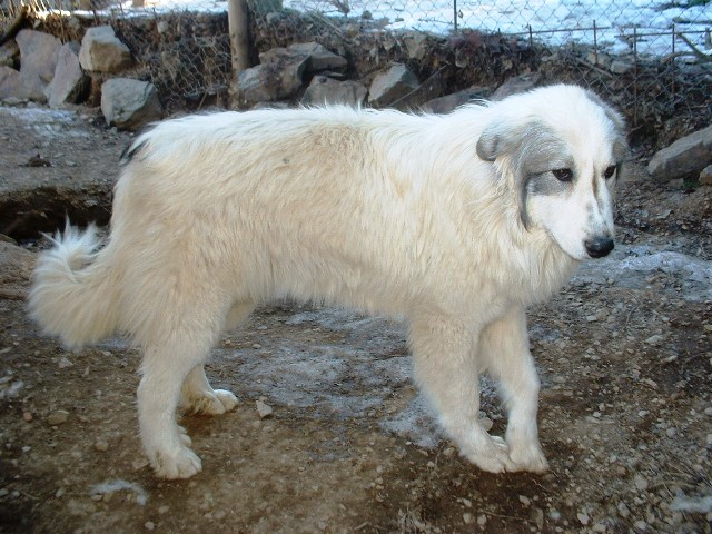 Perro de Montana del Pirineo