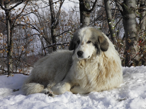 Perro de Montana del Pirineo