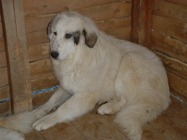 Perro de Montana del Pirineo