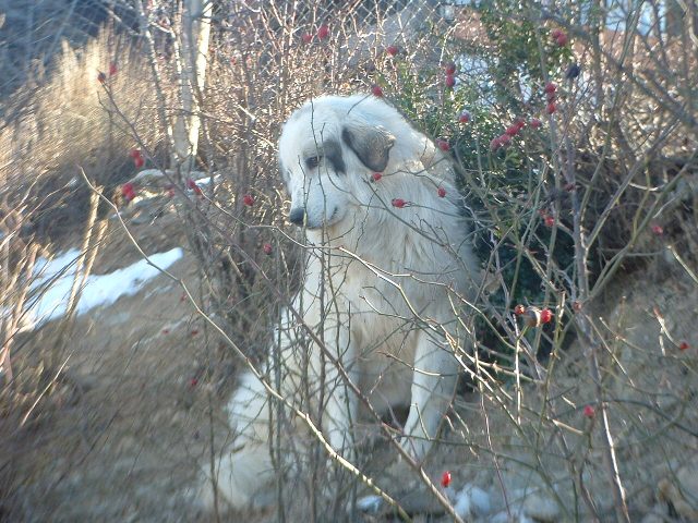 Perro de Montana del Pirineo