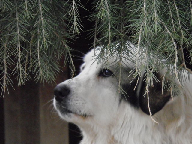 Perro de Montana del Pirineo