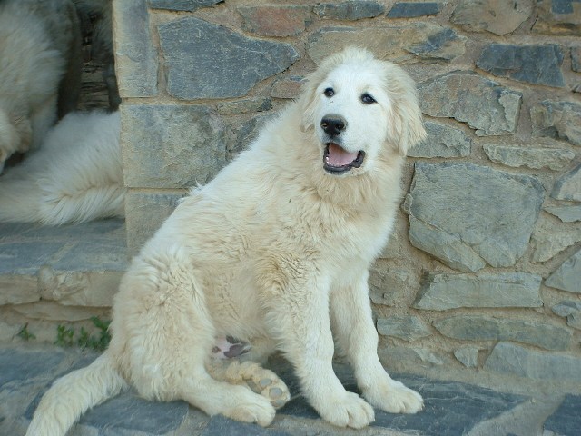 Perro de Montana del Pirineo