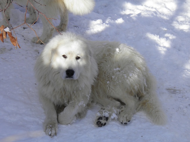 Perro de Montana del Pirineo