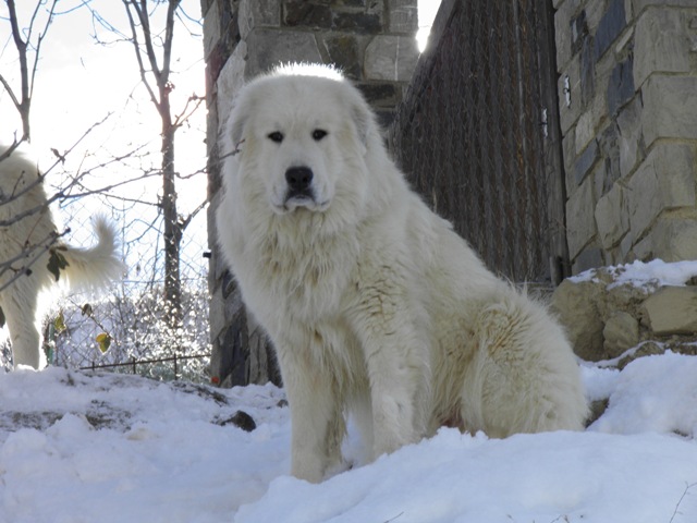 Perro de Montana del Pirineo