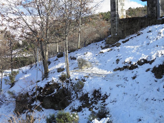 Perro de Montana del Pirineo