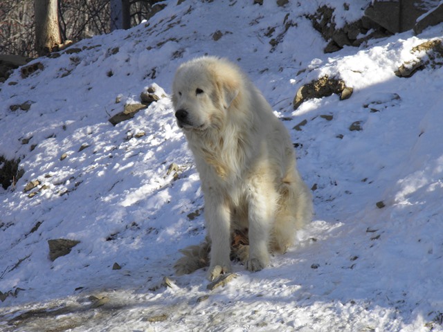 Perro de Montana del Pirineo