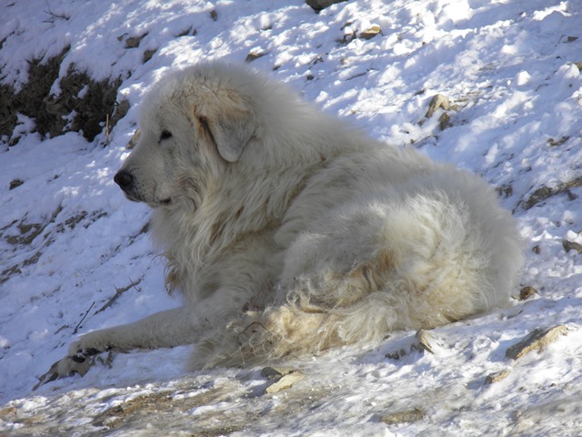 Perro de Montana del Pirineo