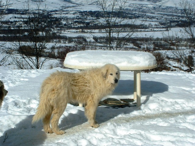 Perro de Montana del Pirineo