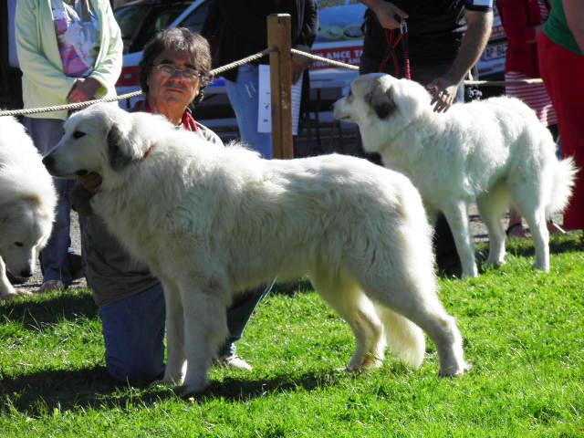 Perro de Montana del Pirineo