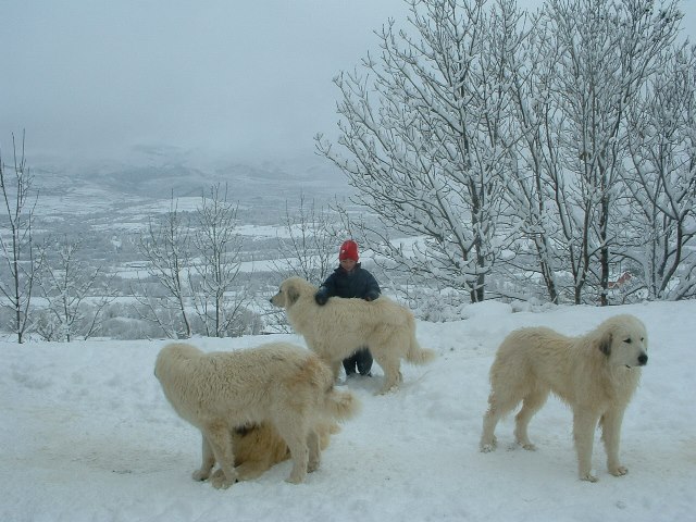 Perro de Montana del Pirineo