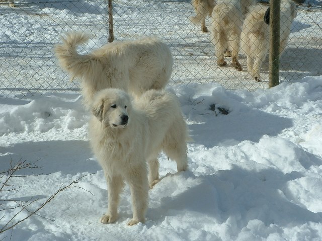 Perro de Montana del Pirineo