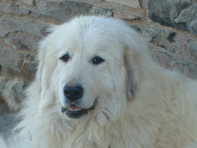 Perro de Montana del Pirineo