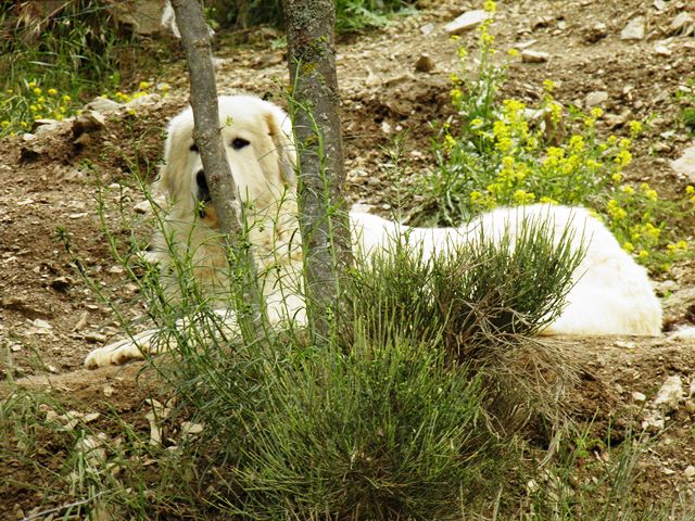 Perro de Montana del Pirineo