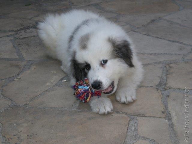 Perro de Montana del Pirineo