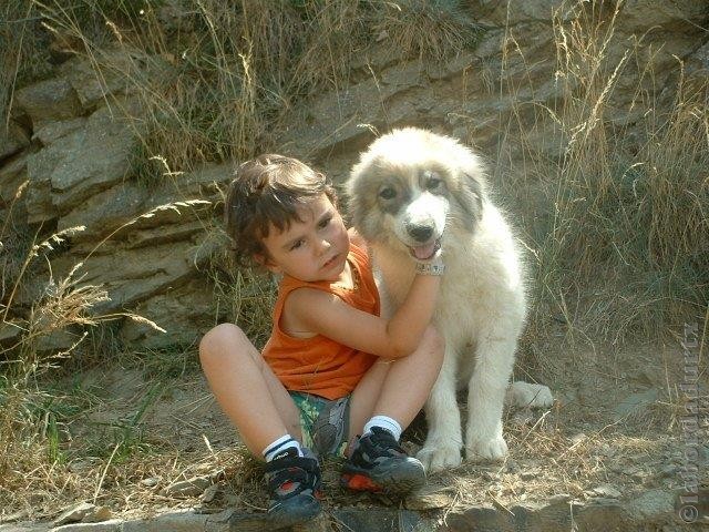 Perro de Montana del Pirineo