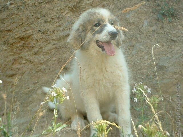 Perro de Montana del Pirineo