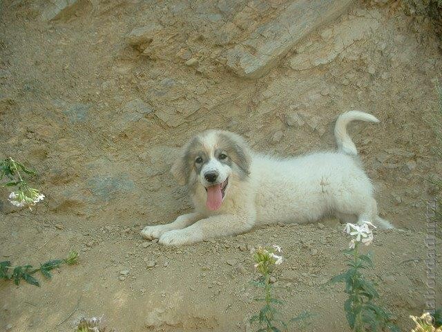 Perro de Montana del Pirineo