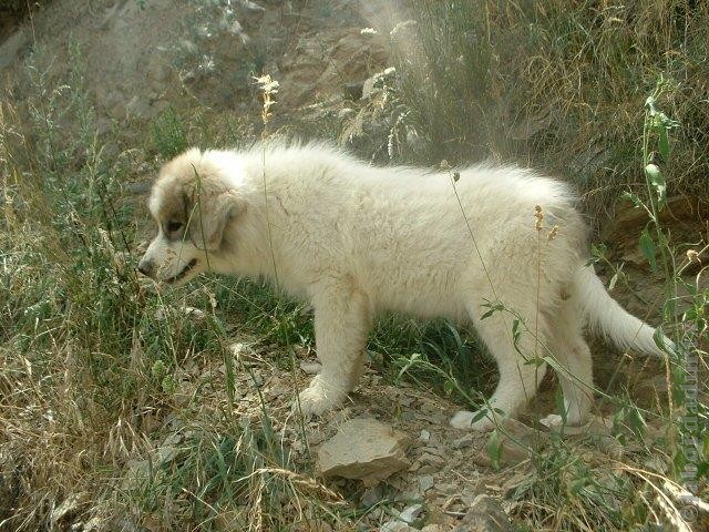 Perro de Montana del Pirineo