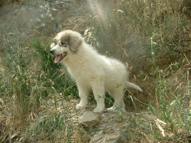 Perro de Montana del Pirineo