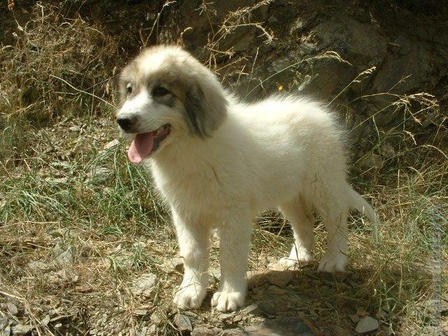 Perro de Montana del Pirineo