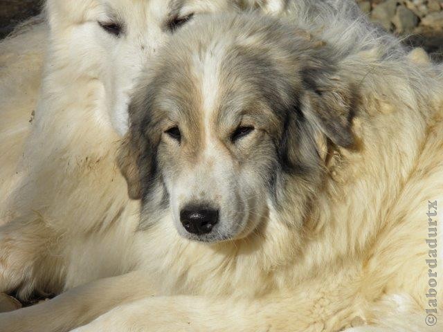 Perro de Montana del Pirineo