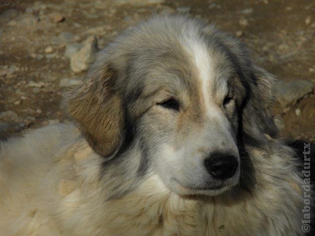 Perro de Montana del Pirineo