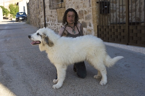 Perro de Montana del Pirineo