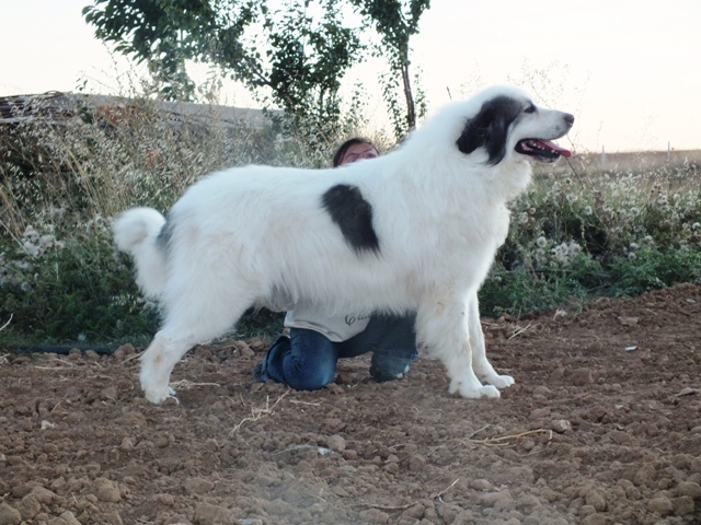 Perro de Montana del Pirineo