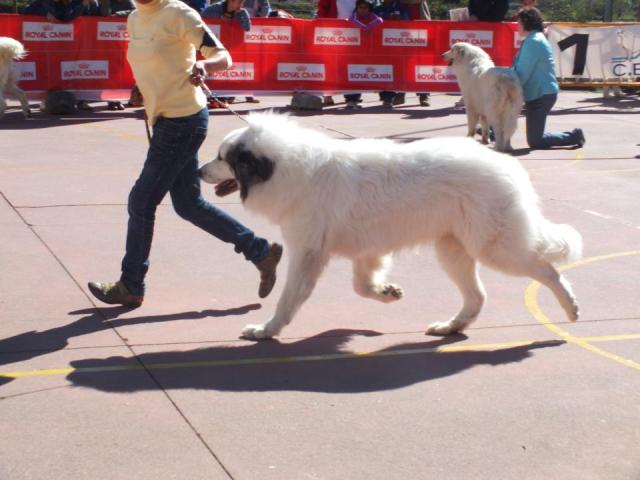 Perro de Montana del Pirineo