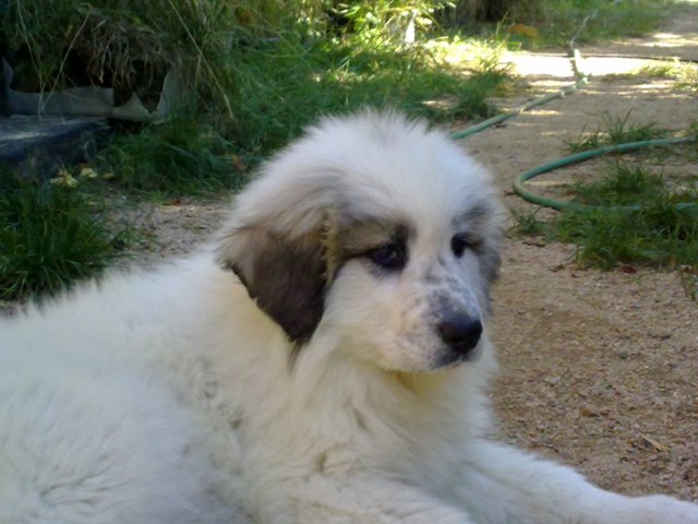 Perro de Montana del Pirineo