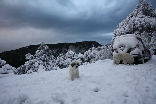 Perro de Montana del Pirineo