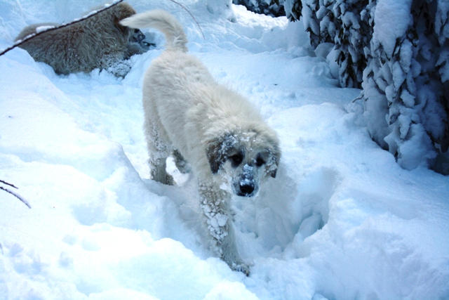 Perro de Montana del Pirineo