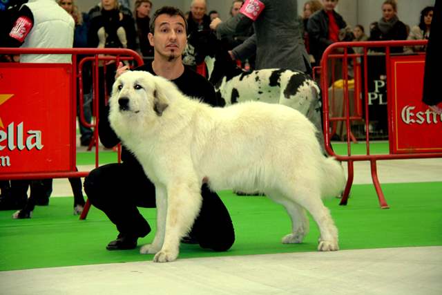 Perro de Montana del Pirineo