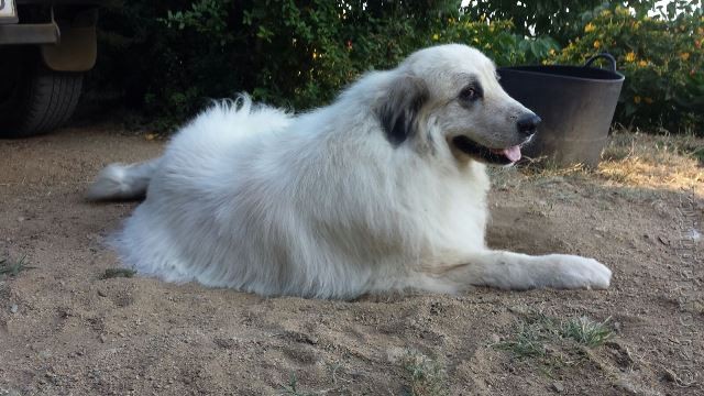 Perro de Montana del Pirineo