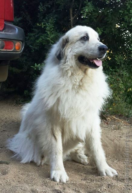 Perro de Montana del Pirineo