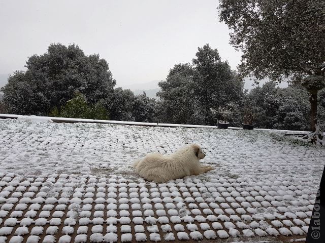 Perro de Montana del Pirineo