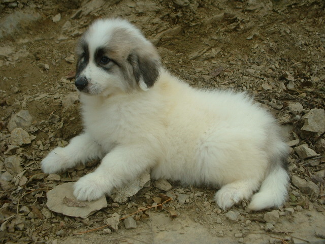 Perro de Montana del Pirineo