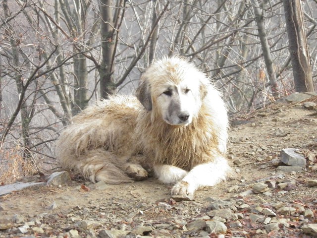 Perro de Montana del Pirineo