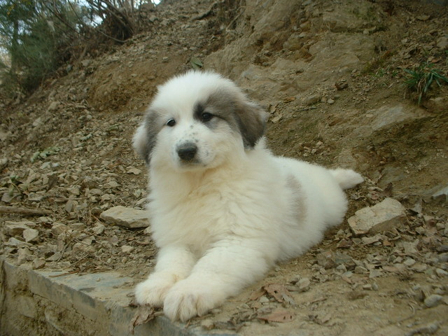 Perro de Montana del Pirineo